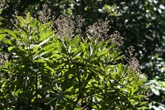 Vernonia travancorica